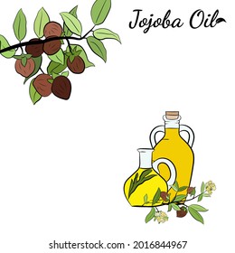 Set of hand drawn jojoba branches with fruits, flowers and leaves. Jojoba plant collection. Vector illustration botanical. Elements for menu, label, packing design.