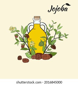Set of hand drawn jojoba branches with fruits, flowers and leaves. Jojoba plant collection. Vector illustration botanical. Elements for menu, label, packing design.