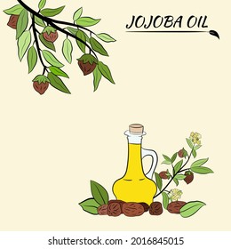 Set of hand drawn jojoba branches with fruits, flowers and leaves. Jojoba plant collection. Vector illustration botanical. Elements for menu, label, packing design.