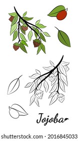 Set of hand drawn jojoba branches with fruits, flowers and leaves. Jojoba plant collection. Vector illustration botanical. Elements for menu, label, packing design.