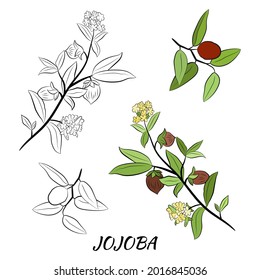 Set of hand drawn jojoba branches with fruits, flowers and leaves. Jojoba plant collection. Vector illustration botanical. Elements for menu, label, packing design.