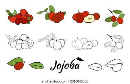 Set of hand drawn jojoba branches with fruits, flowers and leaves. Jojoba plant collection. Vector illustration botanical. Elements for menu, label, packing design.
