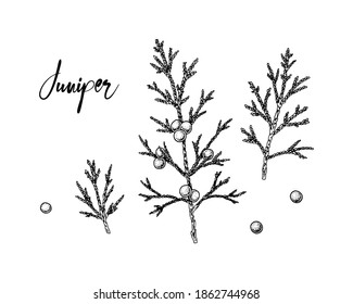 Set of hand drawn juniper branches with berries isolated on white background. Vector illustration in sketch style