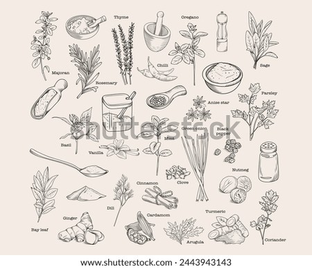 Set of hand drawn kitchen herbs and spices, vector sketch isolated illustration of spice ingredients and herbs for cooking