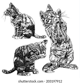 Set of hand drawn kitties.