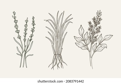 Set of hand drawn lavender, vetiver, copaiba