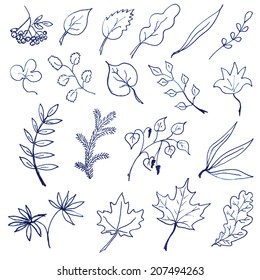 Set of hand drawn leaves