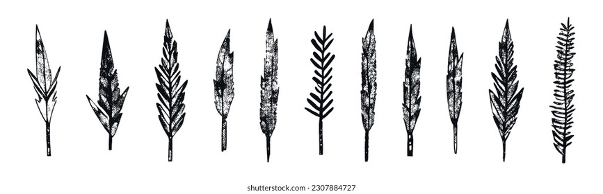 Set of hand drawn leaves or feathers. Collection of grunge design vector elements.