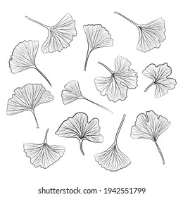 Set of hand drawn leaves ginkgo biloba. Collection ginkgo biloba isolated leaves on a branch berry.
Set of medical, botanical plant. Vector sketch hand drawn.