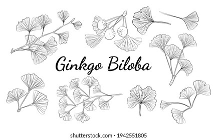 Set of hand drawn leaves ginkgo biloba. Collection ginkgo biloba isolated leaves on a branch berry.
Set of medical, botanical plant. Vector sketch hand drawn.