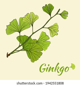 Set of hand drawn leaves ginkgo biloba. Collection ginkgo biloba isolated leaves on a branch berry.
Set of medical, botanical plant. Vector sketch hand drawn.