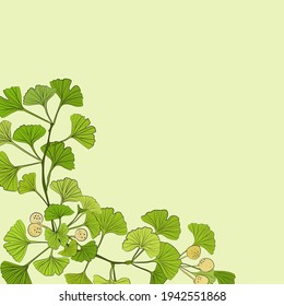 Set of hand drawn leaves ginkgo biloba. Collection ginkgo biloba isolated leaves on a branch berry.
Set of medical, botanical plant. Vector sketch hand drawn.
