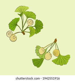 Set of hand drawn leaves ginkgo biloba. Collection ginkgo biloba isolated leaves on a branch berry.
Set of medical, botanical plant. Vector sketch hand drawn.