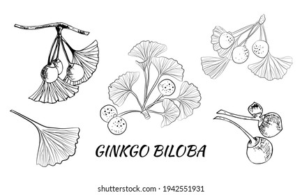 Set of hand drawn leaves ginkgo biloba. Collection ginkgo biloba isolated leaves on a branch berry.
Set of medical, botanical plant. Vector sketch hand drawn.