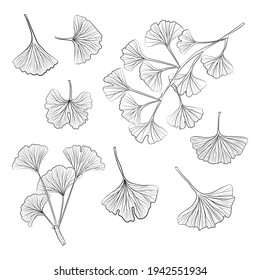 Set of hand drawn leaves ginkgo biloba. Collection ginkgo biloba isolated leaves on a branch berry.
Set of medical, botanical plant. Vector sketch hand drawn.