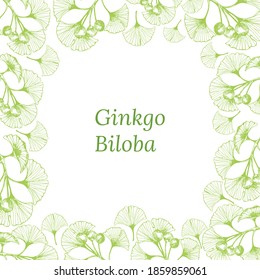 Set of hand drawn leaves and seeds of ginkgo biloba. Ginkgo biloba leaves set. Vector black and white isolated realistic objects. Botanical illustrations.