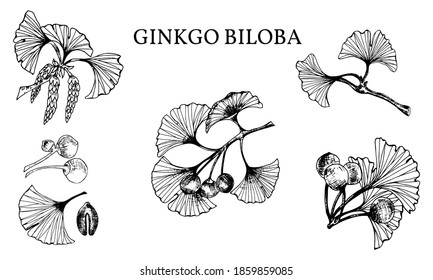 Set of hand drawn leaves and seeds of ginkgo biloba. Ginkgo biloba leaves set. Vector black and white isolated realistic objects. Botanical illustrations.