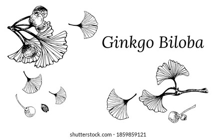 Set of hand drawn leaves and seeds of ginkgo biloba. Ginkgo biloba leaves set. Vector black and white isolated realistic objects. Botanical illustrations.