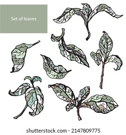 Set of hand drawn leaves. Vector illustration. Trendy decorative traced elements.