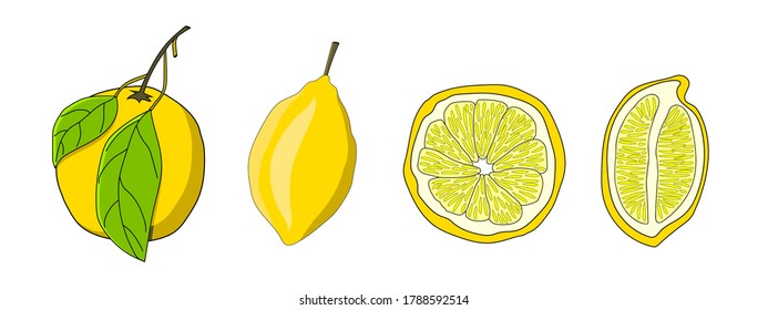 Satz handgezeichneter Zitronen. Ganze Früchte und Zitronenscheiben. Vektorisolierte Elemente für Design. 