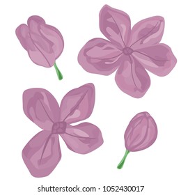 Set of hand drawn lilac buds. Isolated. Pastel colors. Four elements.