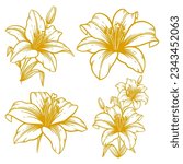 Set of hand drawn lily flower illustration. Lily flower line art collection