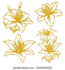Set of hand drawn lily flower illustration. Lily flower line art collection