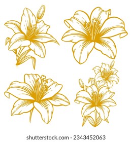 Set of hand drawn lily flower illustration. Lily flower line art collection