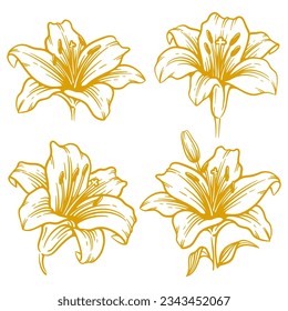 Conjunto de ilustraciones de flores de lirio dibujadas a mano. Colección de arte de la línea de flores de Lily