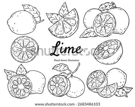 Set of hand drawn lime outline drawing illustration