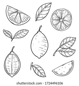 set hand drawn lime vector