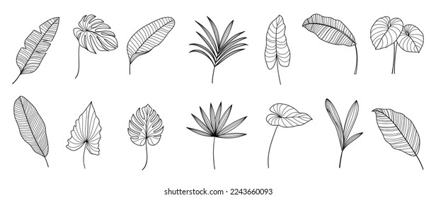 Set of hand drawn line art leaf branch vector. Collection of tropical monstera, palm leaf branch black white drawing contour simple style. Design illustration for prints, logo, poster, card, branding.