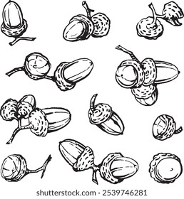 
Set of hand drawn linear acorns.