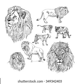 Set Of Hand Drawn Lion. 