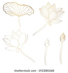 Set of hand drawn lotus flowers and leaves. Sketch floral botany collection in graphic golden style Bloomed, buds and leaves. 