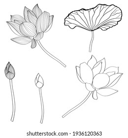 Set of hand drawn lotus flowers and leaves. Sketch floral botany collection in graphic line style Bloomed, buds and leaves. 