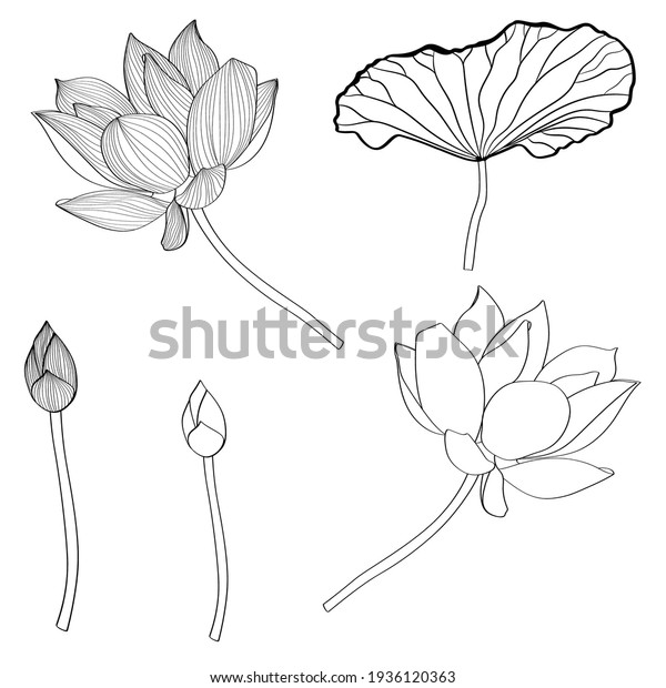 Set Hand Drawn Lotus Flowers Leaves Stock Vector Royalty Free 1936120363 Shutterstock 9836