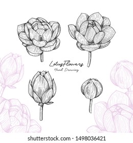 Set of Hand Drawn Lotus Vector