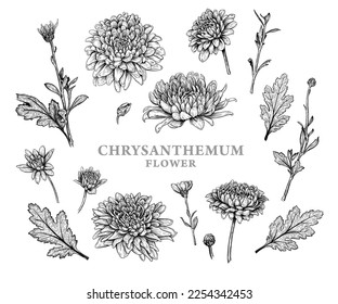Set of hand drawn luxurious Chrysanthemum flowers. Vector illustration of plant elements for floral design. Black and white sketch isolated on a white background. Beautiful bouquet of Chrysanthemums