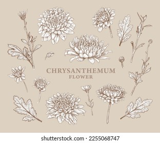 Set of hand drawn luxurious Chrysanthemum flowers. Vector illustration of plant elements for floral design. Sepia sketch of flowers isolated on a beige background. Beautiful bouquet of Chrysanthemums