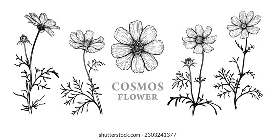 Set hand drawn luxurious Cosmos flowers  Vector illustration plant elements for floral design  Black   white sketch isolated white background  Beautiful bouquet Cosmos flowers