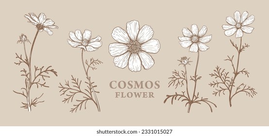 Set of hand drawn luxurious Cosmos flowers. Vector illustration of plant elements for floral design. Sepia sketch of flowers isolated on a beige background. Beautiful bouquet of Cosmos flowers