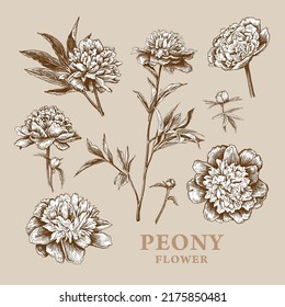 Set of hand drawn luxurious Peonies flowers . Vector illustration of plant elements for floral design. Sketch  of beautiful bouquet of Peonies isolated on a beige background