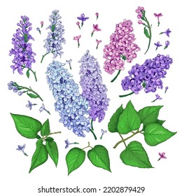 Set Of Hand Drawn Luxurious Of Pink, Blue And Violet Flowers Of Lilac . Vector Illustration Of Plant Elements For Floral Design. Color Sketch Isolated On A White Background. Beautiful Bouquet Of Lilac