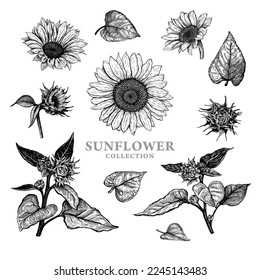 Set of hand drawn luxurious Sunflowers. Vector illustration of plant elements for floral design. Black and white sketch of wildflowers isolated on a white background. Beautiful bouquet of Helianthus