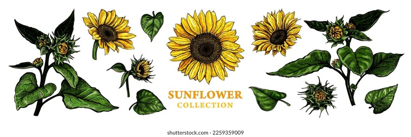 Set of hand drawn luxurious Sunflowers. Vector illustration of plant elements for floral design.Colored sketch of wildflowers isolated on a white background. Beautiful bouquet of Helianthus