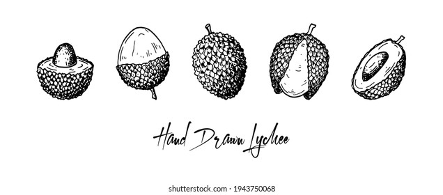 Set of hand drawn lychee fruits isolated on white background. Vector illustration in detail sketch style