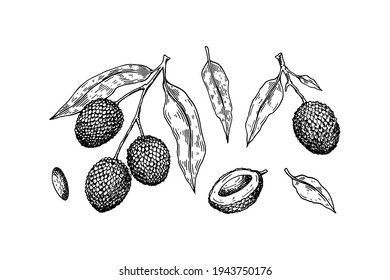 Conjunto de frutos de lichi dibujados a mano, ramas y hojas aisladas en fondo blanco. Ilustración vectorial en el estilo de esbozo detallado