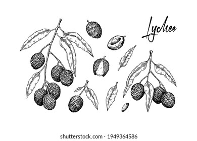 Set of hand drawn lychee fruits, branches and leaves isolated on white background. Vector illustration in detail sketch style