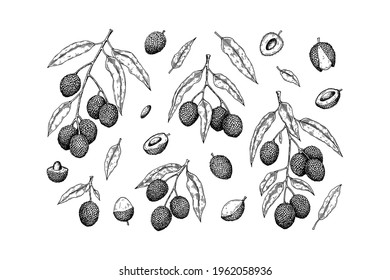 Set of hand drawn lychee fruits, branches and leaves isolated on white background. Vector illustration in detail sketch style